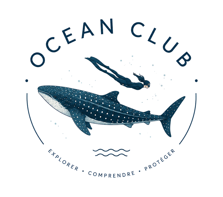 L’emblème Ocean Club : un requin-baleine accompagné d’un apnéiste